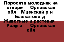 Поросята молодняк на откорм. - Орловская обл., Мценский р-н, Башкатово д. Животные и растения » Услуги   . Орловская обл.